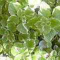 Swedish ivy,Plektrantus koleusowaty

